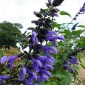 Salvia guaranitica